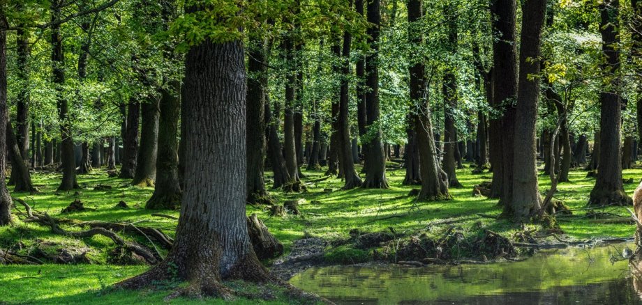 Wald-Panorama mit Hirsch