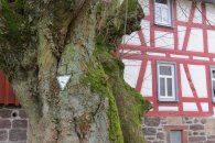 Fachwerk mit Naturdenkmal Fachwerk mit Naturdenkmal