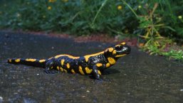 Salamander Salamander