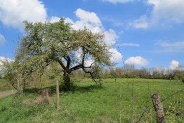 Obstbaum