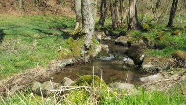 Bachlauf im Frühjahr