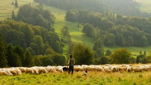 Blick auf eine Schafherde mit Schäfer