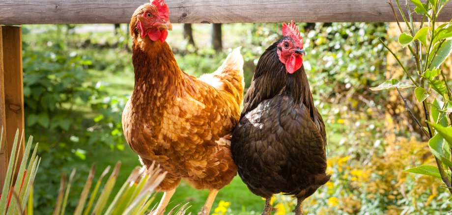 34373479 - happy chicken