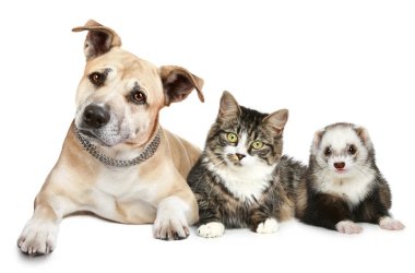Staffordshire terrier cat and ferret