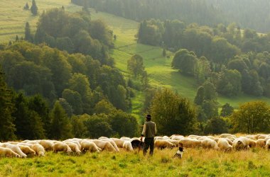 Blick auf eine Schafherde mit Schäfer