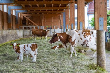 Kühe und Kälber im Offenstall mit Heuunterlage