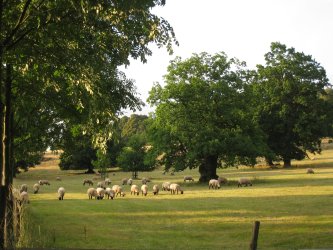 Schafe auf der Hutweide