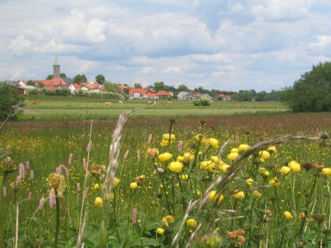 Blumenwiese mit Blick auf Crainfled