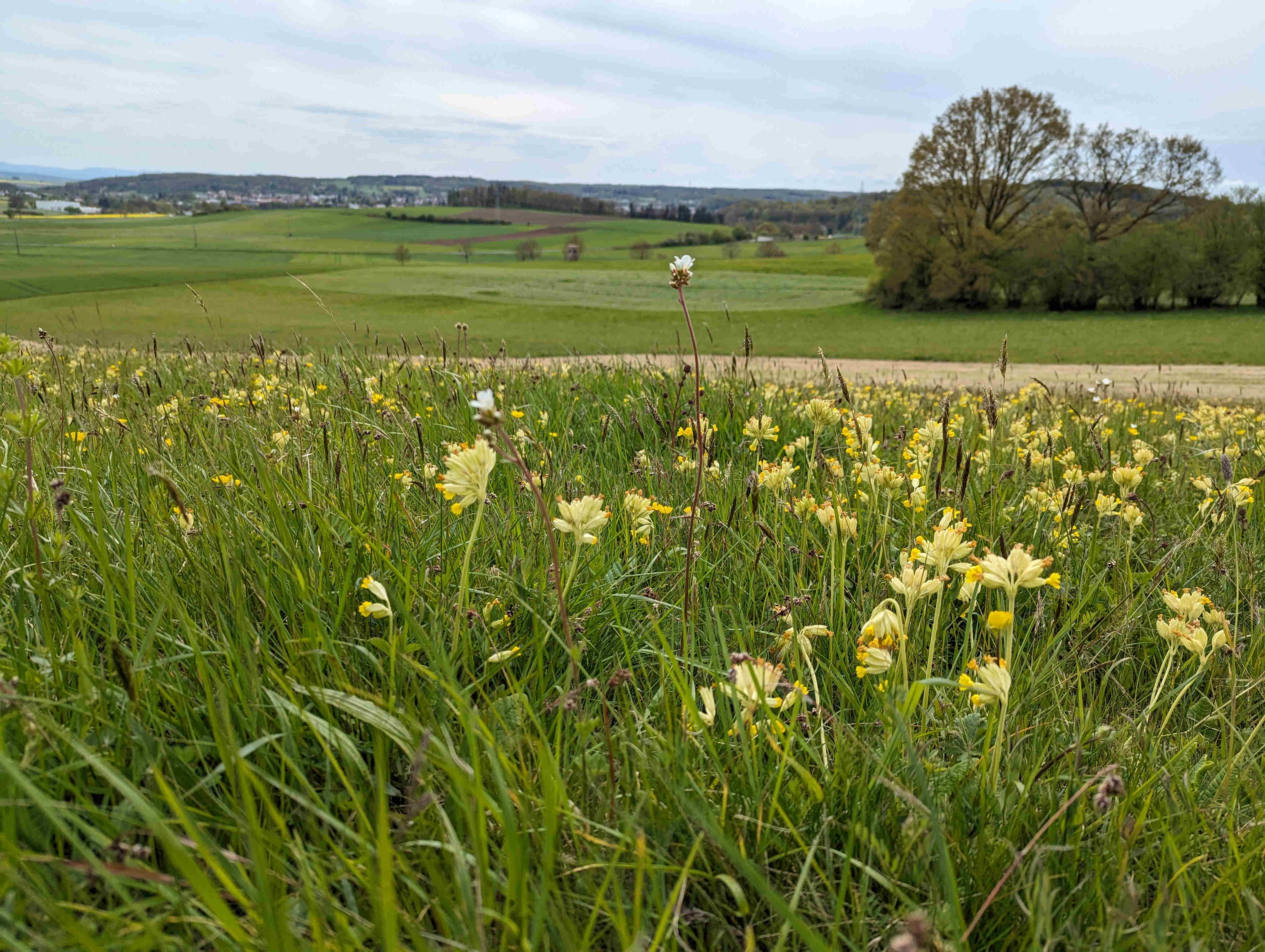Blick über eine Wiese voller Schlüsselblumen. Im Hintergrund ist Lauterbach zu sehen.