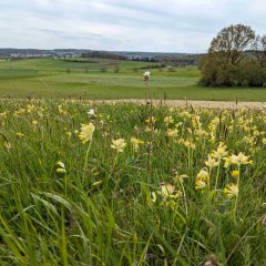 Blick über eine Wiese voller Schlüsselblumen. Im Hintergrund ist Lauterbach zu sehen.