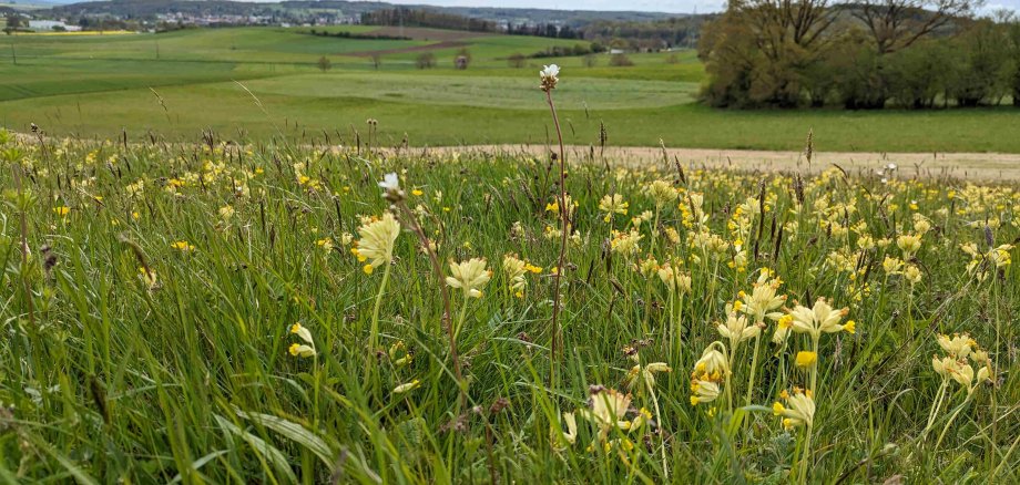 Blick über eine Wiese voller Schlüsselblumen. Im Hintergrund ist Lauterbach zu sehen.