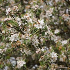 Ein Obstbaum mit vielen weißen Blüten.