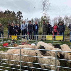 Dei Schaf- und Ziegenhalter präsentieren Rassen, die im Vogelsbergkreis in der Landschaftspflege eingesetzt werden. Im Vordergrund sind einige in einem Gatter zu sehen.