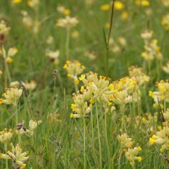 Nahaufnahme einer Wiese mit vielen Schlüsselblumen