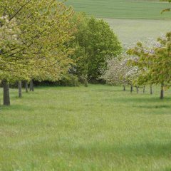 Blick in eine Streuobstwiese. In zwei Reihen stehen die Obstbäume, dazwischen ist Gras zu sehen.