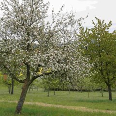 Blick in eine Streuobstwiese. In zwei Reihen stehen die Obstbäume, dazwischen ist Gras zu sehen.