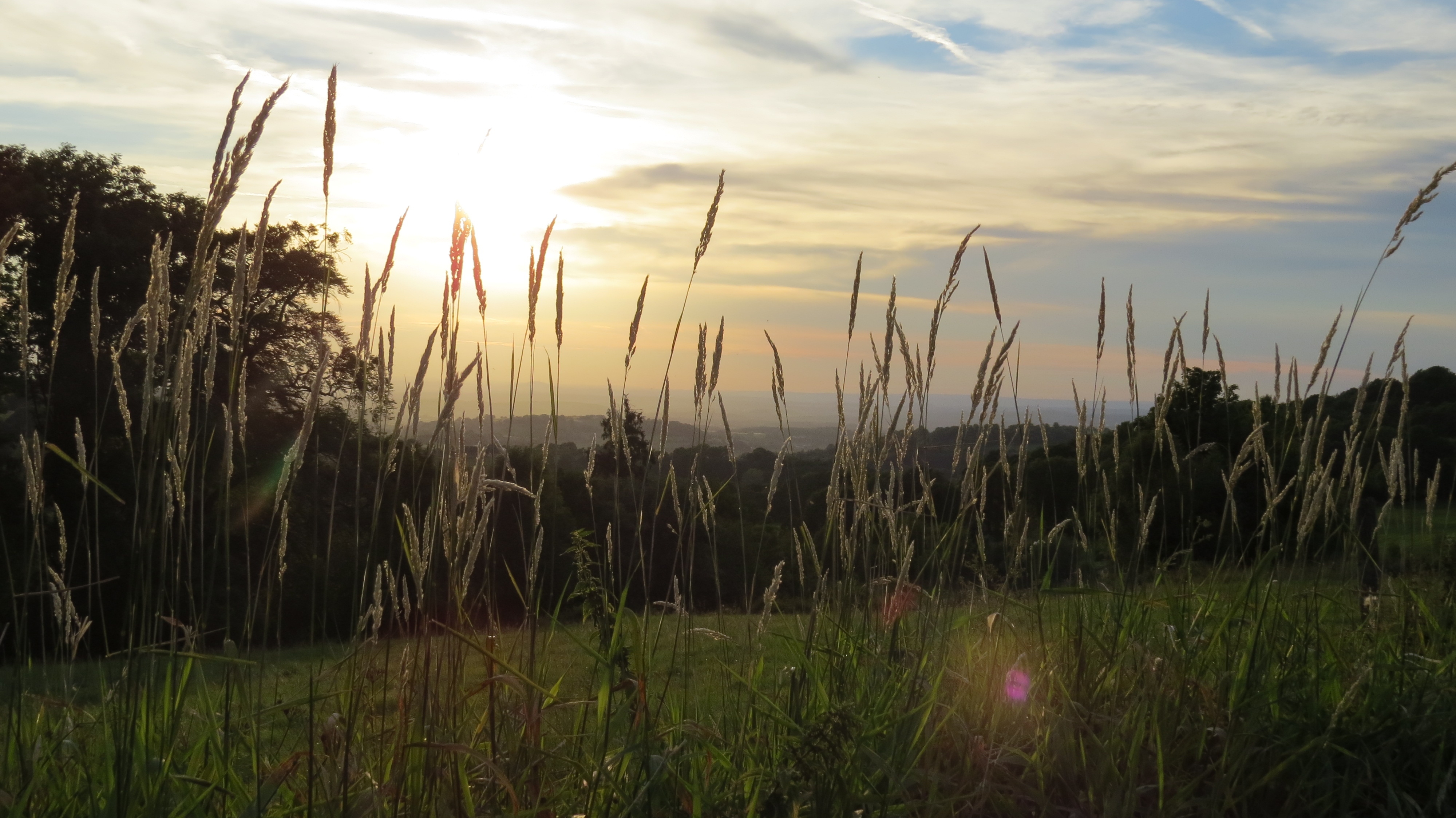 Abendsonne durch Gräser im Vogelsbergkreis