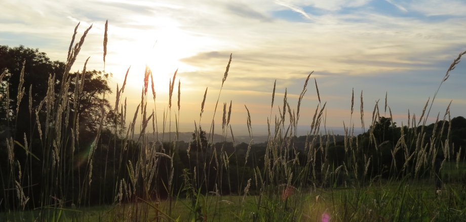 Abendsonne durch Gräser im Vogelsbergkreis