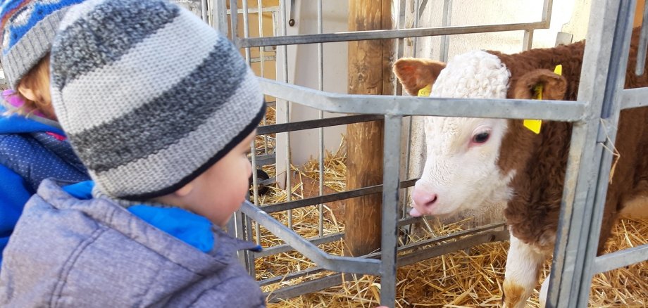 Zwei Kinder streicheln ein Kälbchen