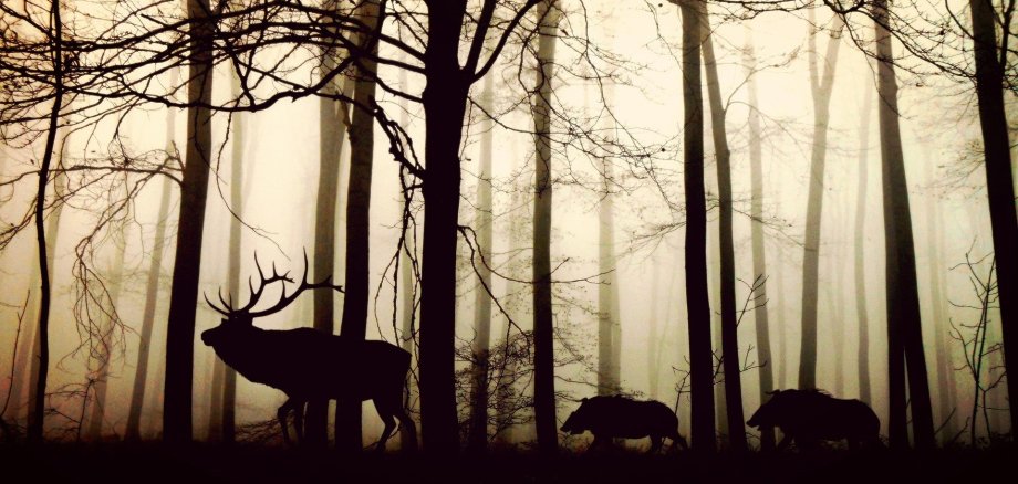 Beispielbild Wald 