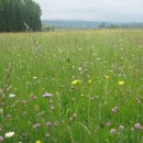 Blick auf eine Bergmähwiese mit Blumen
