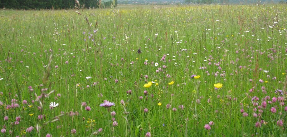 Blick auf eine Bergmähwiese mit Blumen
