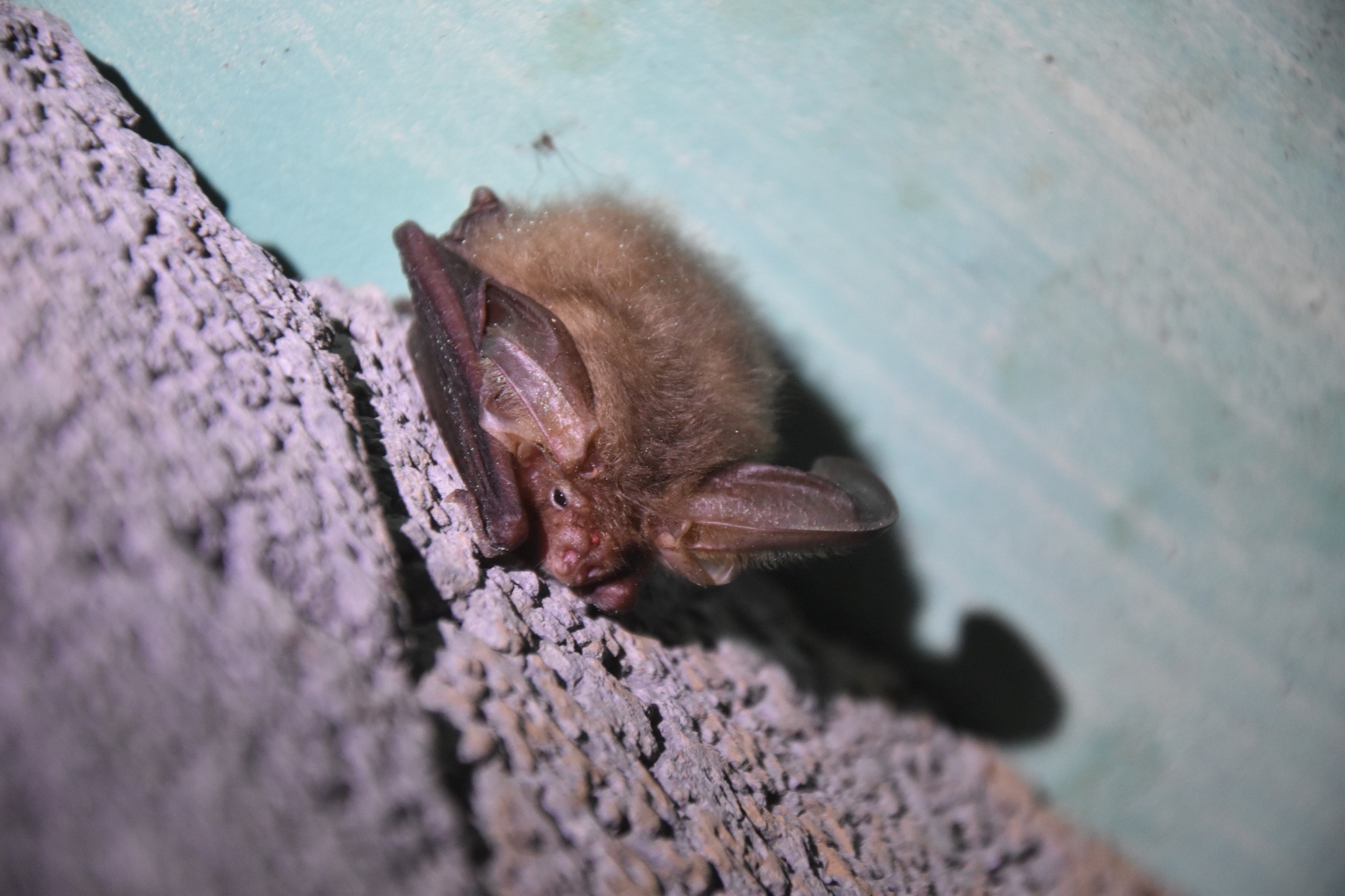 Viele heimische Fledermausarten sind mittlerweile gefährdet oder sogar vom Ausstreben bedroht und stehen deshalb unter besonderem Schutz. 
