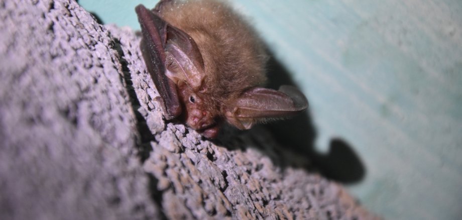 Viele heimische Fledermausarten sind mittlerweile gefährdet oder sogar vom Ausstreben bedroht und stehen deshalb unter besonderem Schutz. 