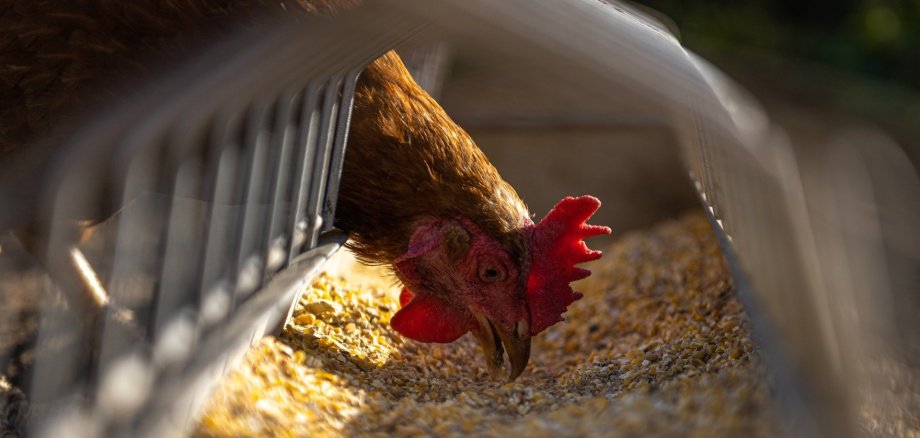 Huhn pickt Futter