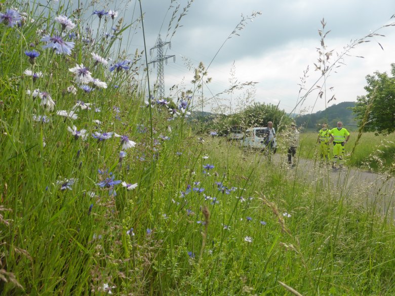 Der Bauhof Wartenberg achtet bereits seit mehreren Jahren verstärkt auf Belange des Naturschutzes bei der Wegsaumpflege Der Bauhof Wartenberg achtet bereits seit mehreren Jahren verstärkt auf Belange des Naturschutzes bei der Wegsaumpflege