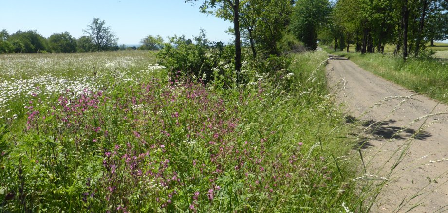 Blühender Wegsaum in Schotten