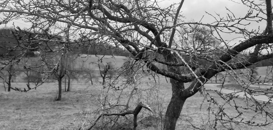 Schwarz-Weiß-Bild einer STreuobstwiese. Ein Baum hat einen abgebrochenen Ast
