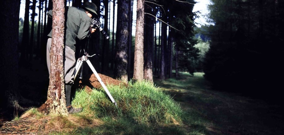 Ein Förster filmt einen Ameisenhaufen in einem Fichtenwald. Das foto ist 1969 entstanden