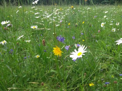 Eine Wiese mit vielen blühenden Blumen. Im Vordergrund sind weiße und gelbe Blüten zu sehen.