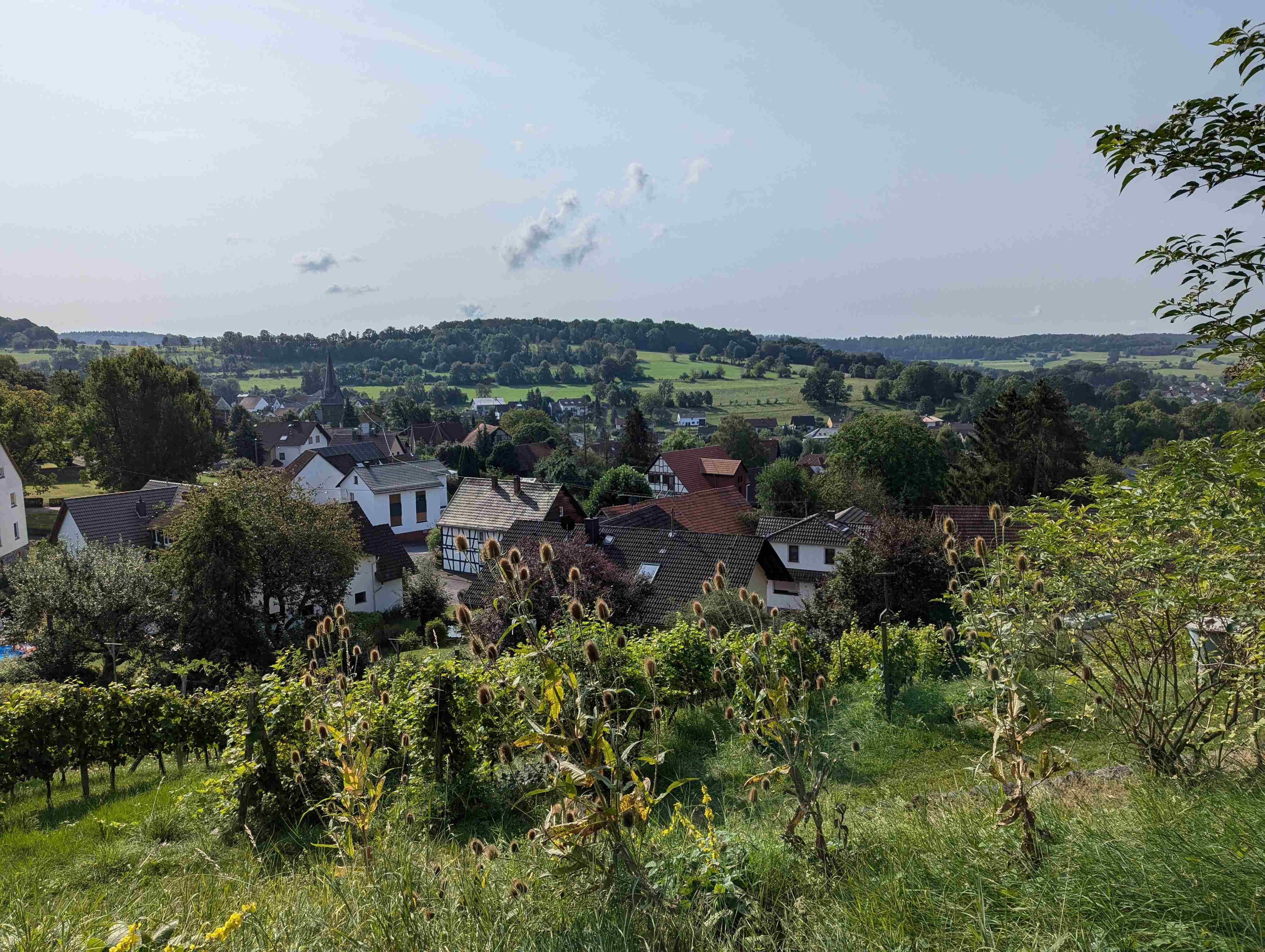 Blick über Wingershausen. Im Vordergrund sind Weinreben an einem Berghang zu sehen