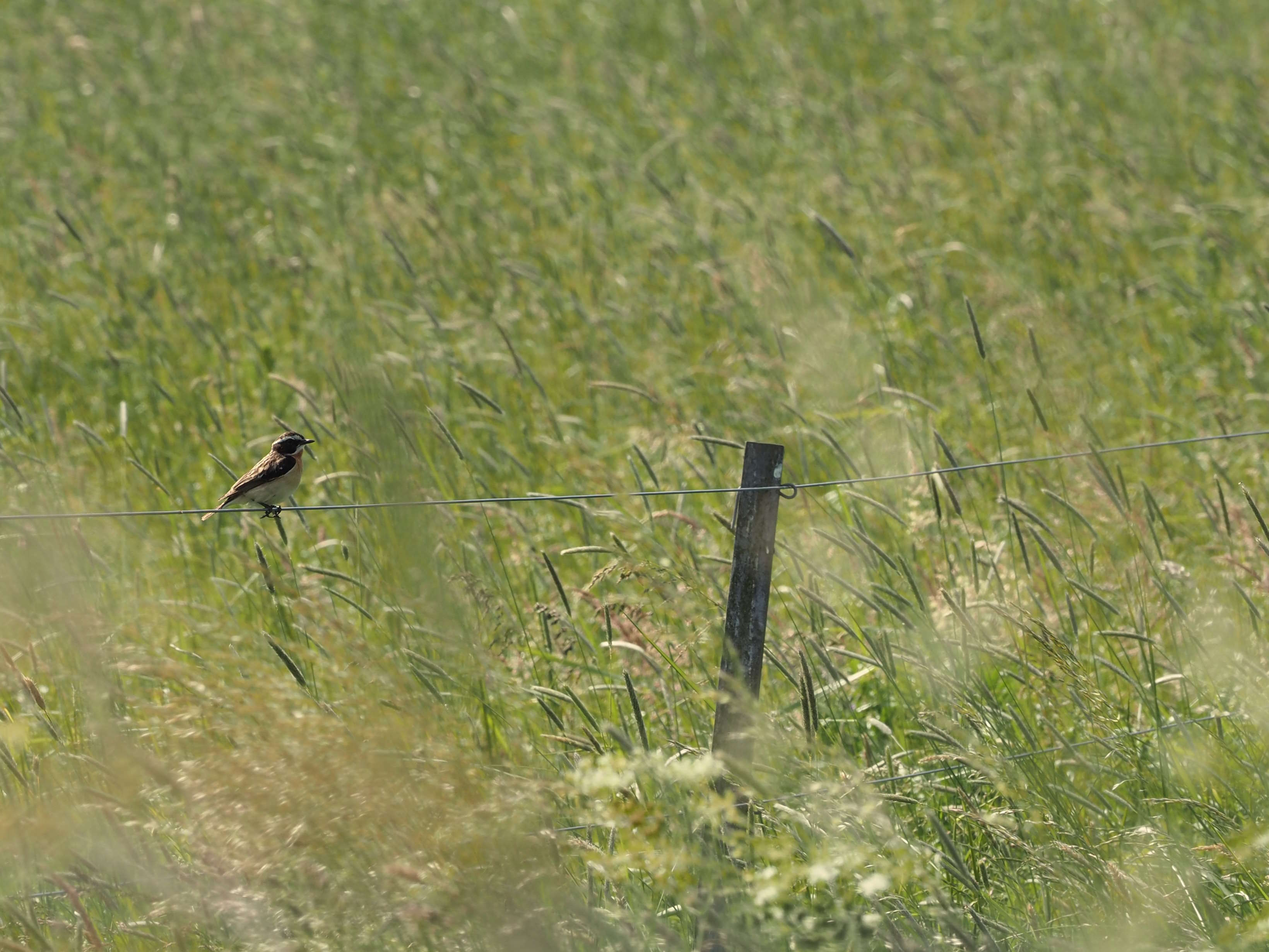 Ein Braunkehlchen mit braun-beige gestreiftem Gefieder sitzt auf einem Zaun im Gras.