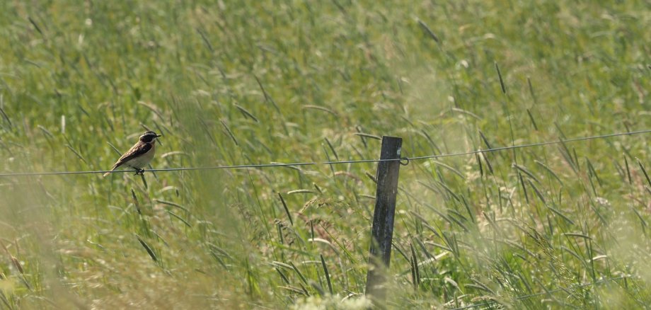Ein Braunkehlchen mit braun-beige gestreiftem Gefieder sitzt auf einem Zaun im Gras.
