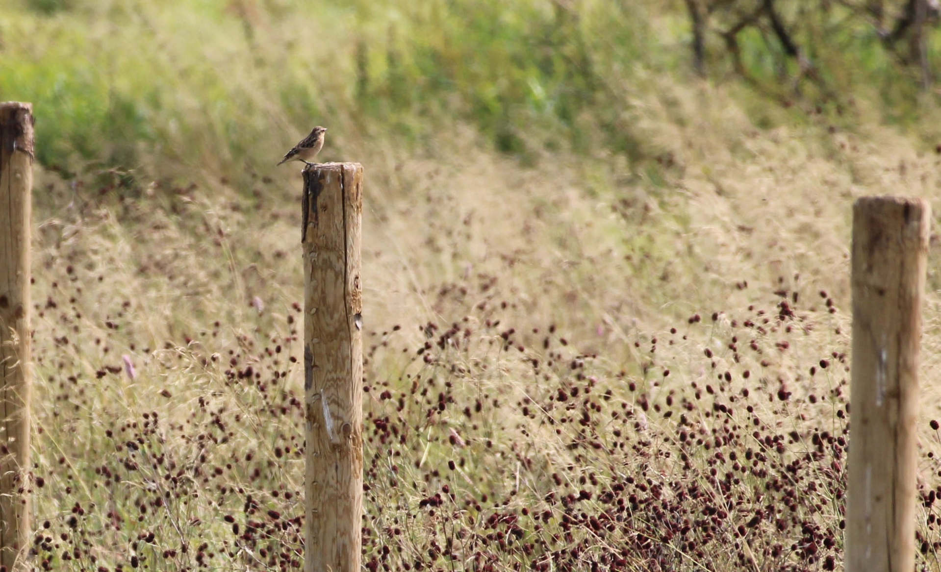 Braunkehlchen auf einem Holzpfahl. Im Hintergrund ist Gras zu sehen.