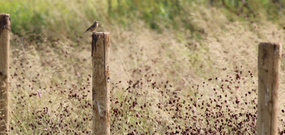 Braunkehlchen auf einem Holzpfahl. Im Hintergrund ist Gras zu sehen.