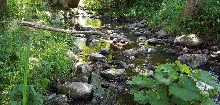 Ein kleiner Bachlauf mit vielen grünen Bäumen