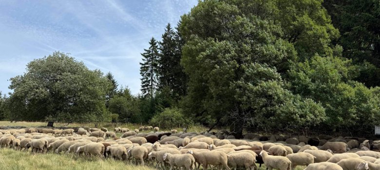 Eine Schafherde ist auf einer Wiese vor einer Baumreihe zu sehen.