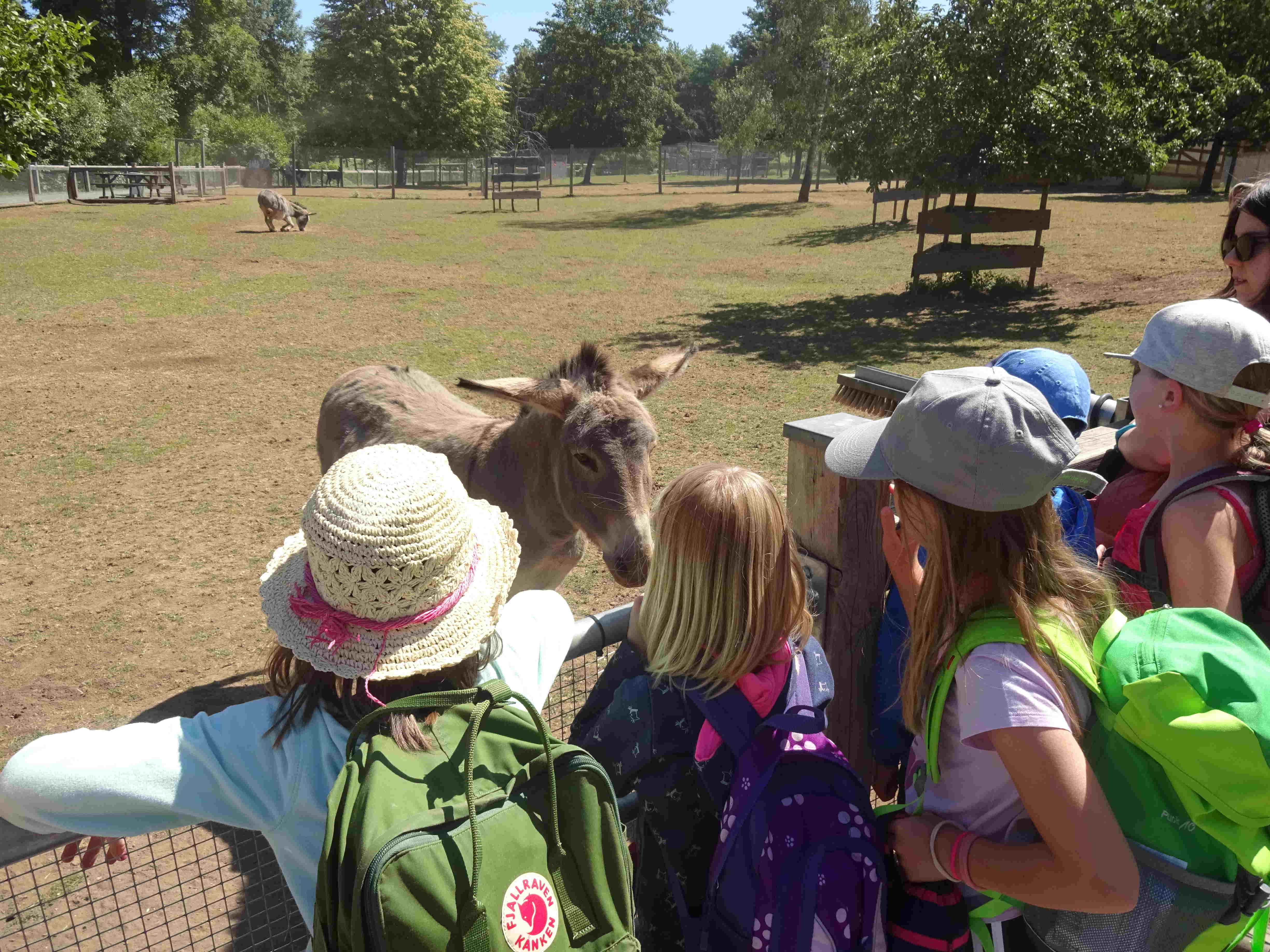 Eine Gruppe Kinder steht an einer eingezäunten Wiese. Darauf sind einige Esel zu sehen
