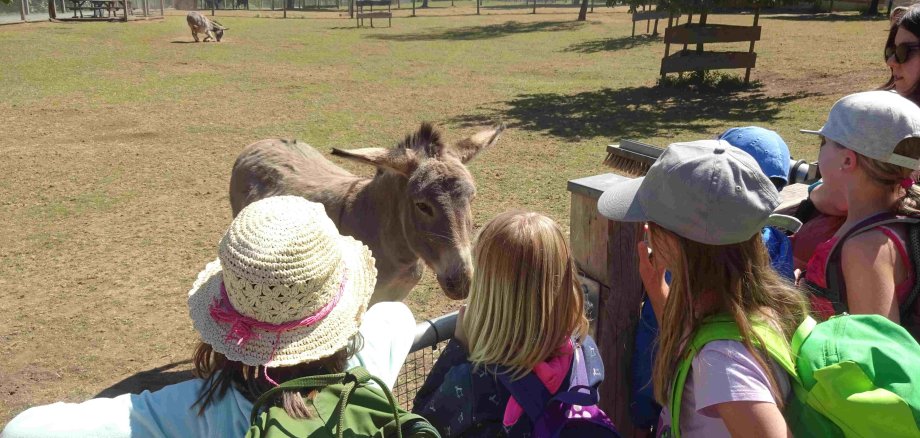 Eine Gruppe Kinder steht an einer eingezäunten Wiese. Darauf sind einige Esel zu sehen