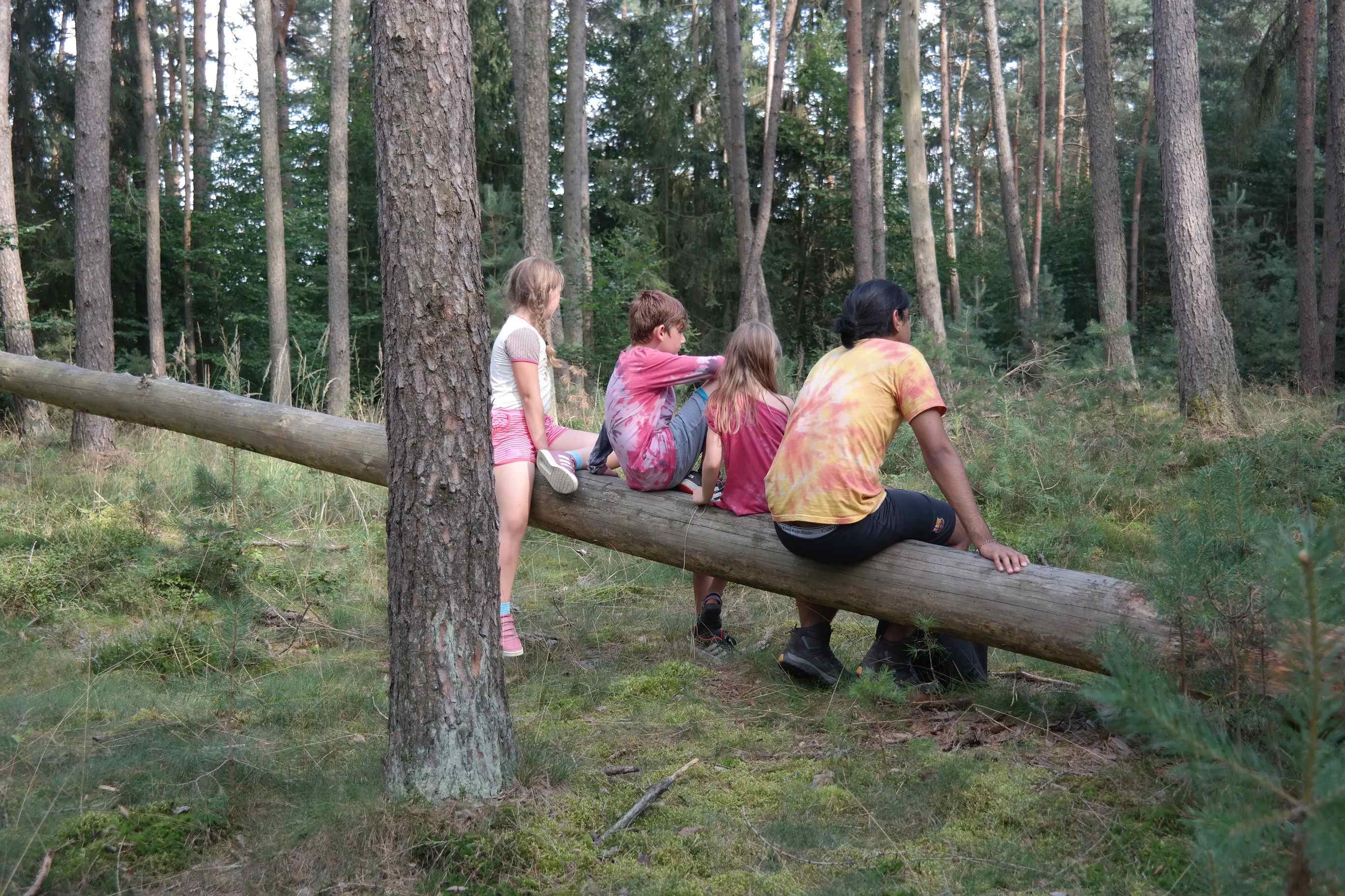 Vier Kinder sitzen auf einem umgefallenen Baum in einem Kiefernwald. Sie haben bunte T-Shirts an.