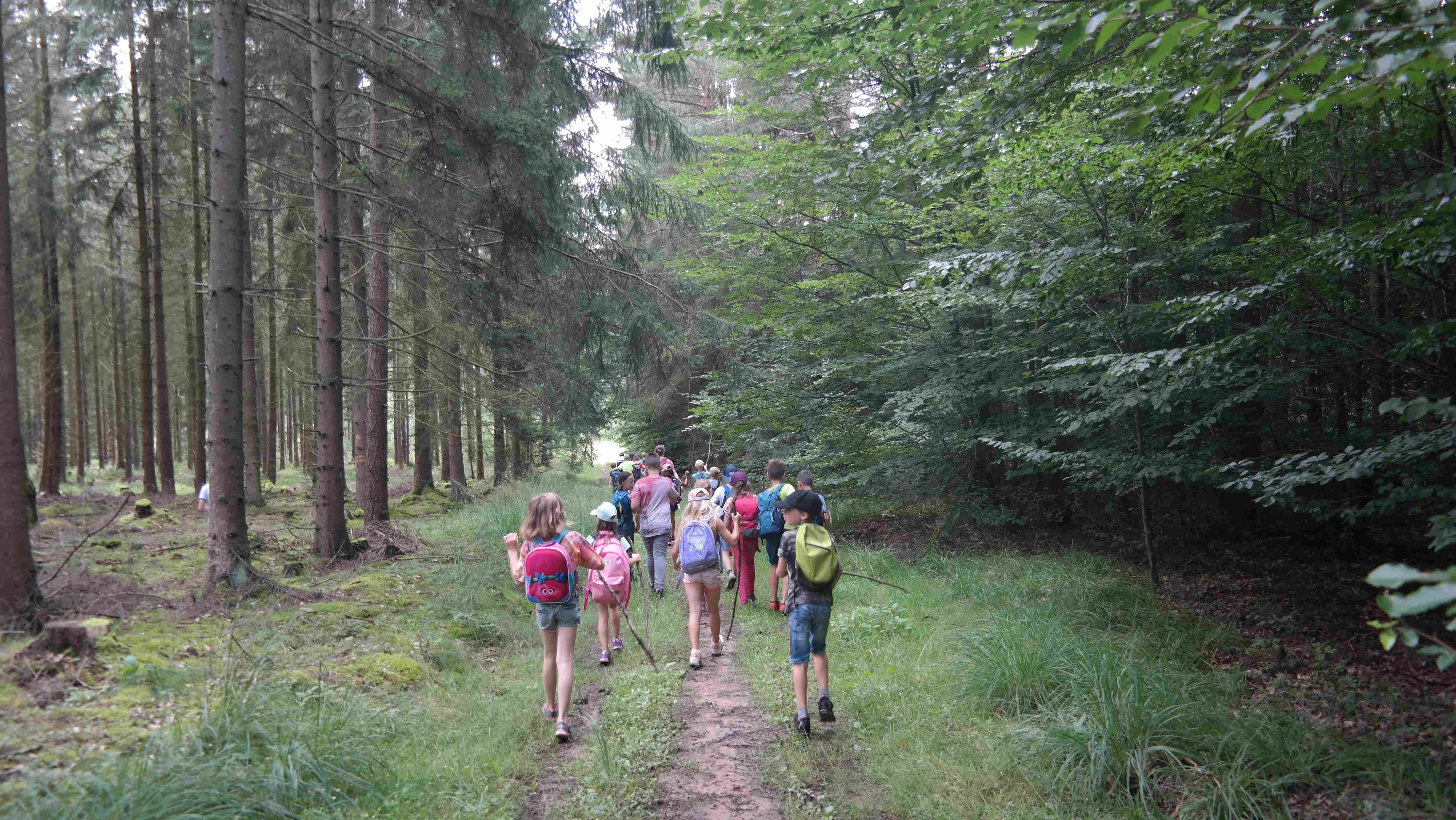 eine Gruppe Kinder geht in einem Wald spazieren. 