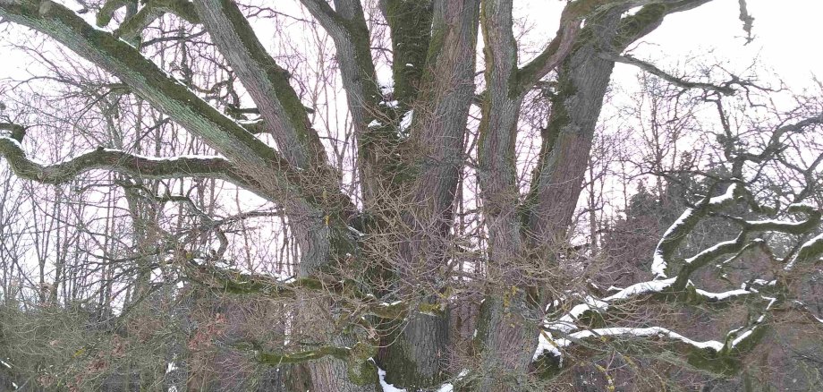 Mächtiges Naturdenkmal die eingeschneite „Eiche an der Wolfsmühle“ nahe des Gewässers „Alte Hasel“ zwischen Herbstein und Lanzenhain.