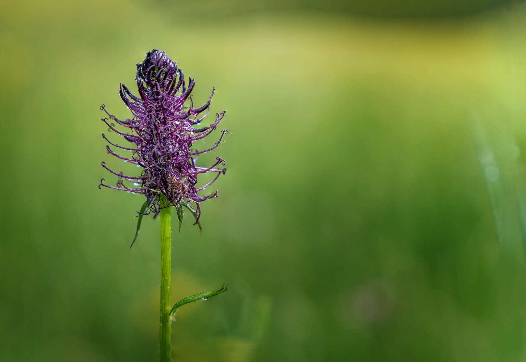Nahaufnahme einer lilafarbenen schwarzen Teufelskralle. Eine sehr seltenen Pflanze.