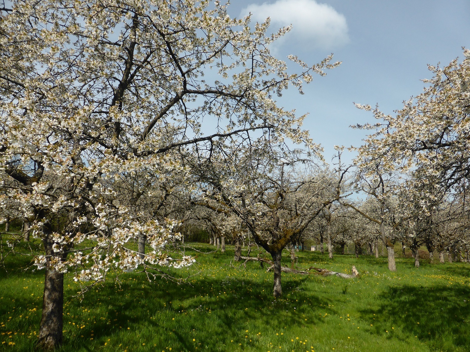 Blühende Obstbäume auf einer Streuobstwiese. Es gibt wieder Fördergeld für Streuobstwiesen, teilt die Untere Naturschutzbehörde beim Vogelsbergkreis mit. 