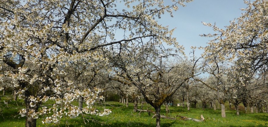 Blühende Obstbäume auf einer Streuobstwiese. Es gibt wieder Fördergeld für Streuobstwiesen, teilt die Untere Naturschutzbehörde beim Vogelsbergkreis mit. 