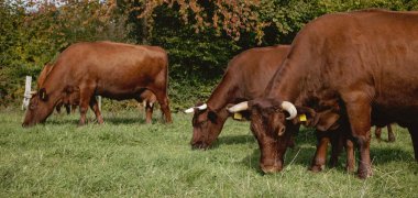 Das Vogelsberger Rote Höhenvieh soll wieder auf mehr Vogelsberger Weiden zu sehen sein.